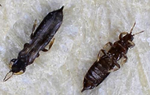 Réf. 297 283 : Limothrips sp.